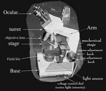 Side view of the microscope used in General Botany taught at the University of Wisconsin-Madison.