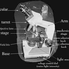 Side view of the microscope used in General Botany taught at the University of Wisconsin-Madison.