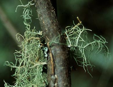 Fruticose lichen, Usnea, on a branch