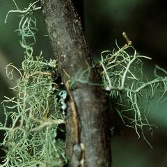 Fruticose lichen, Usnea, on a branch