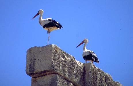 Storks at Volubilis Roman Ruins
