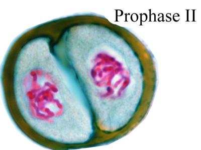 Prophase II - Lilium microsporogenesis