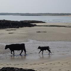 Isle of Coll, Inner Hebrides, cow and calf on shore