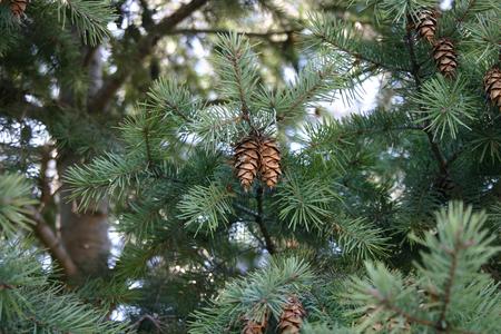 Douglas fir - branch with mature ovulate cones