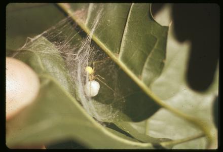 Yellow spider with egg sac on a leaf