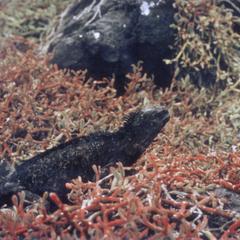 Galápagos Carpetweed (Sesuvium edmondstonei) and Marine Iguana (Amblyrhynchus cristatus)