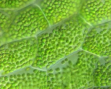 Chloroplasts of gametophyte of Polypodium - 100x objective DIC illumination