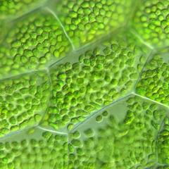 Chloroplasts of gametophyte of Polypodium - 100x objective DIC illumination