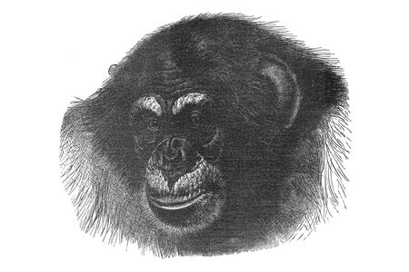 Chimpanzee Head Print