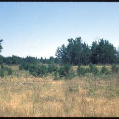 Jack pine area, Crex Meadows Wildlife Area