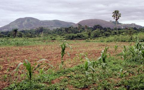 Farm in Ondo Nigeria