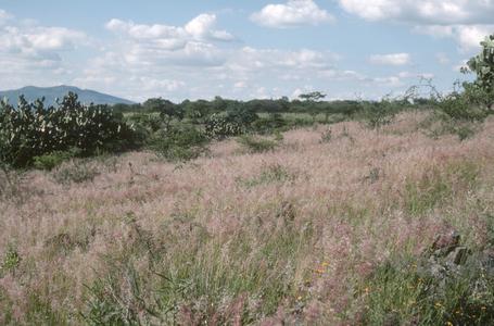 Old fields with Rhynchelytrum roseum grass