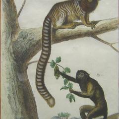 Howler Monkey & Marmoset Print