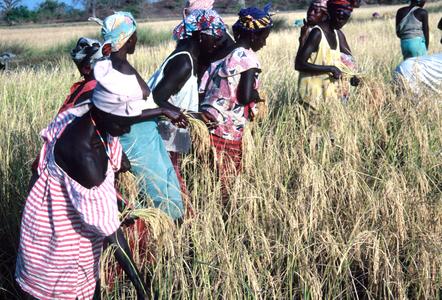 Women Harvesting Rice
