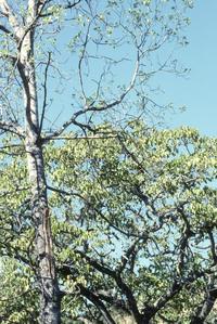 Endemic species of poplar, above Casimiro Castillo