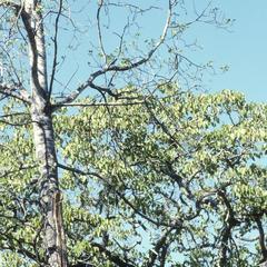 Endemic species of poplar, above Casimiro Castillo