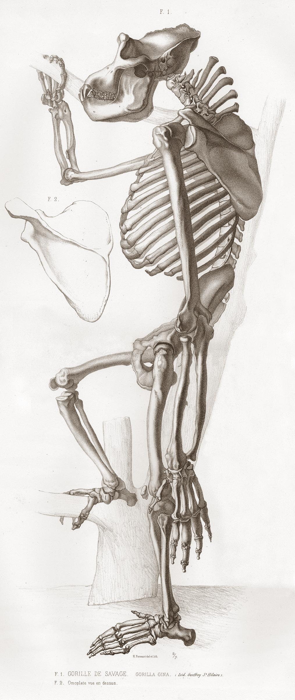 Gorilla Skeleton Print - UWDC - UW-Madison Libraries