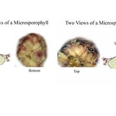 Two views of microsporophylls of pine