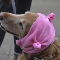 Dog with pink hat