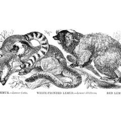 Ring-Tailed Lemur, White-Fronted Lemur, and Red Lemur