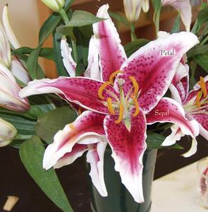 Lilium - flower with sepals and petals labelled