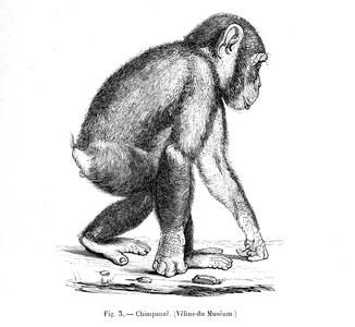Chimpanzé (Vélins-du Muséum)