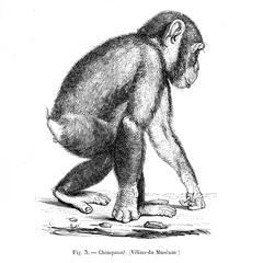 Chimpanzé (Vélins-du Muséum)