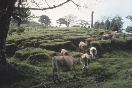 Cattle and pasture, Monteverde