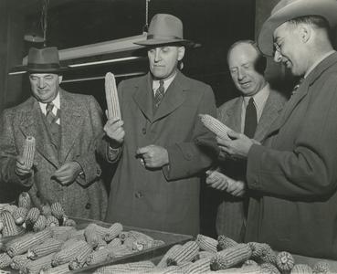 Four men look at ears of corn
