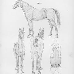Das Pferd, Tafel 24