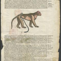 Captive Male Monkey Print