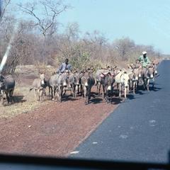 Donkeys Being Herded Along the Highway