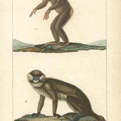 Chimpanzee and Guenon Print
