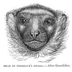 Head of Verreaux's Sifaka--After Grandidier