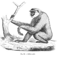 Gibbon agile