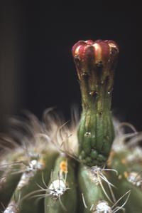Flower bud of the "giant telephone pole" cactus