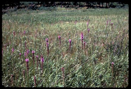 Earliest blooming Liatris in Greene Prairie, Grady Tract, University of Wisconsin Arboretum. Probably L. pycnostachya