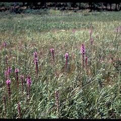 Earliest blooming Liatris in Greene Prairie, Grady Tract, University of Wisconsin Arboretum. Probably L. pycnostachya