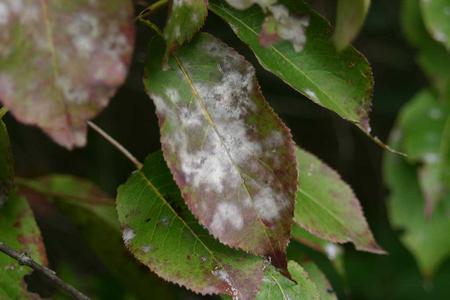 Viburnum lentago leaf infected by powdery mildew