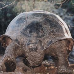 Galápagos Tortoise (Geochelone elephantopus)