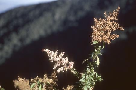 Holodiscus species near top of Cerro Tequila