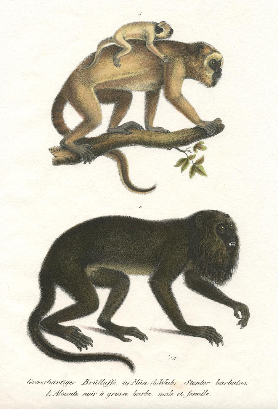 Howler Monkey Family Print