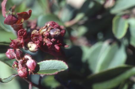 Normal and infected flowers of Arbutus occidentalis, Sierra de Mananatlán
