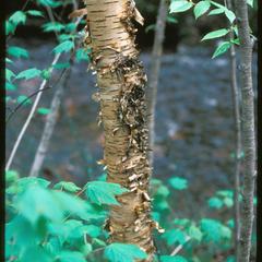 View of Betula lutea trunk, possibly with small dark B. allegheniensis to right
