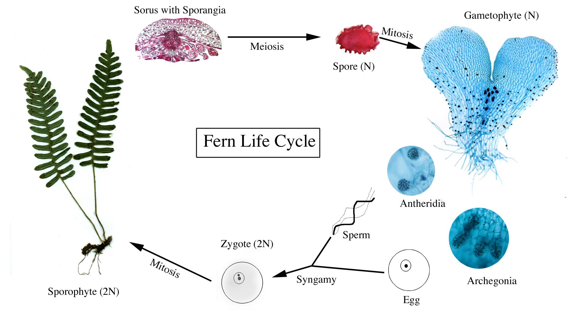 life cycle of a fern