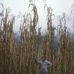 Tall corn and Hugh Iltis, east of San Antonio Huista