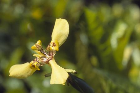 Iridaceae, Maracay