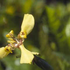Iridaceae, Maracay