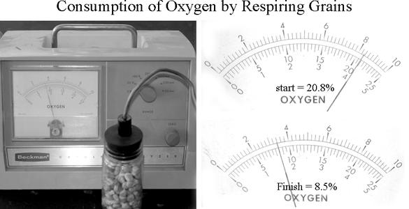 Oxygen meter with jar of respiring corn
