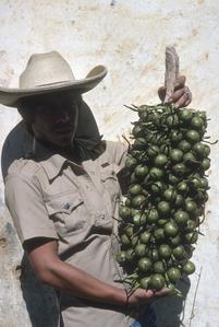 Edible Acrocomia palm fruits, Purificación